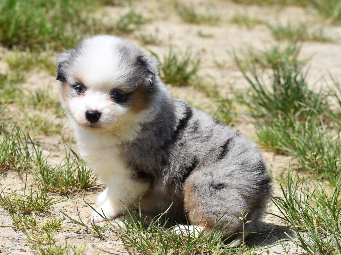 De La Folle Emprise - Chiots disponibles - Berger Américain Miniature 