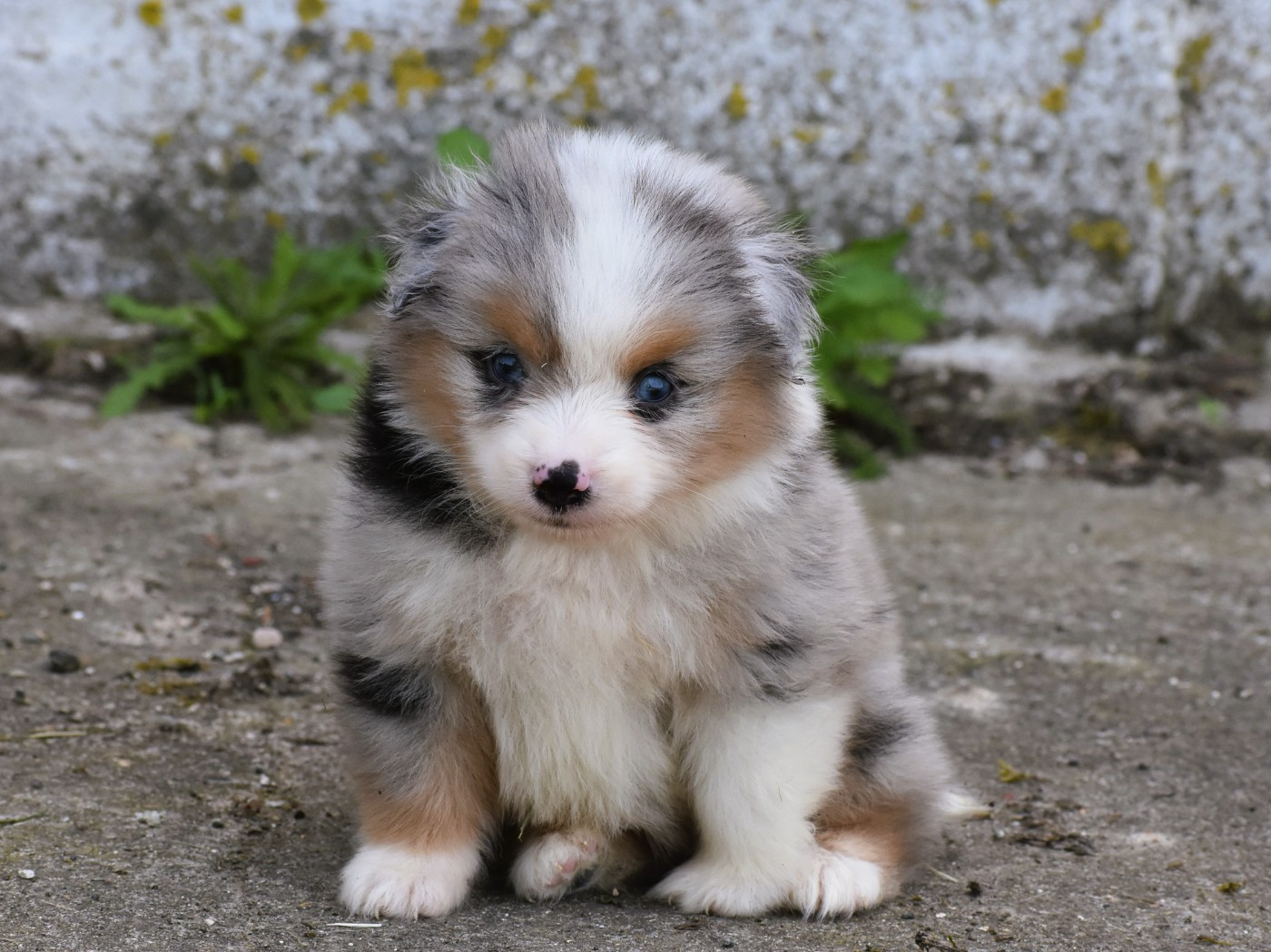De La Folle Emprise - Chiots disponibles - Berger Américain Miniature 