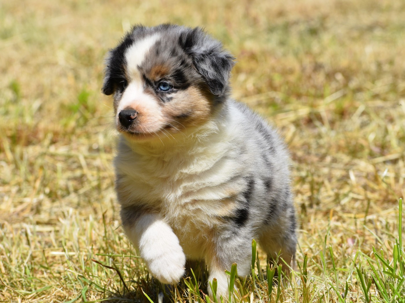 De La Folle Emprise - Chiots disponibles - Berger Américain Miniature 