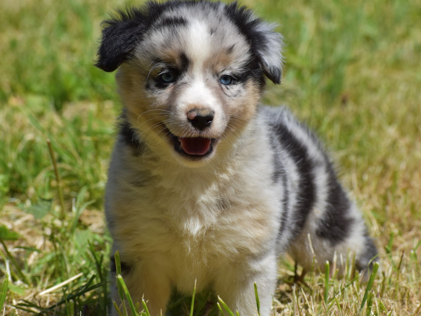 De La Folle Emprise - Chiots disponibles - Berger Américain Miniature 