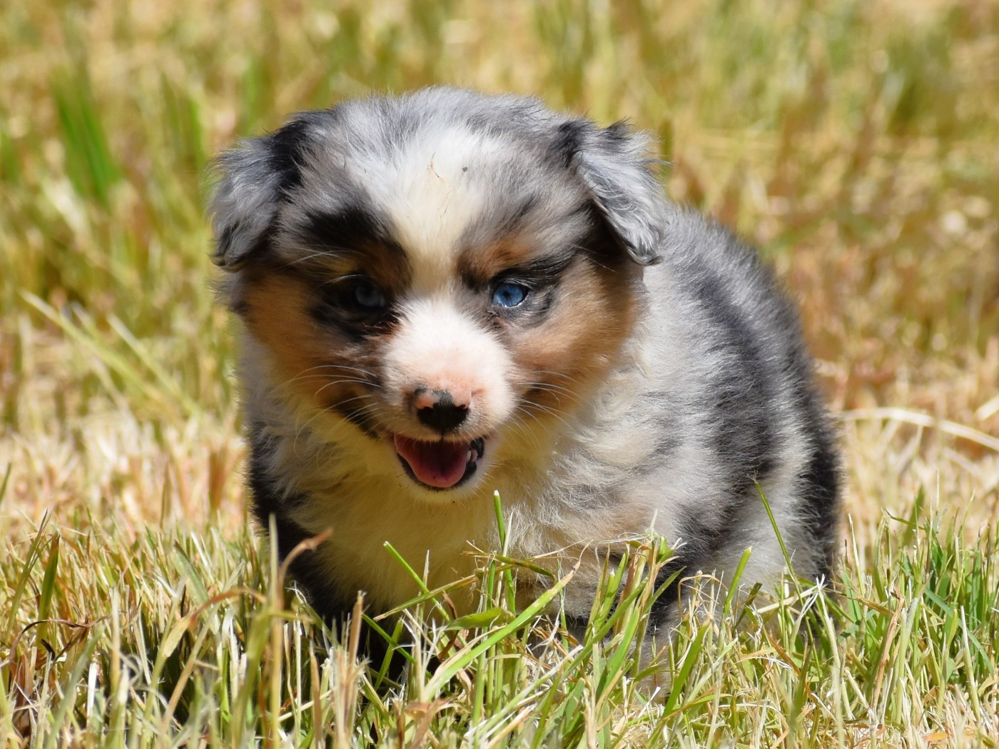 De La Folle Emprise - Chiots disponibles - Berger Américain Miniature 