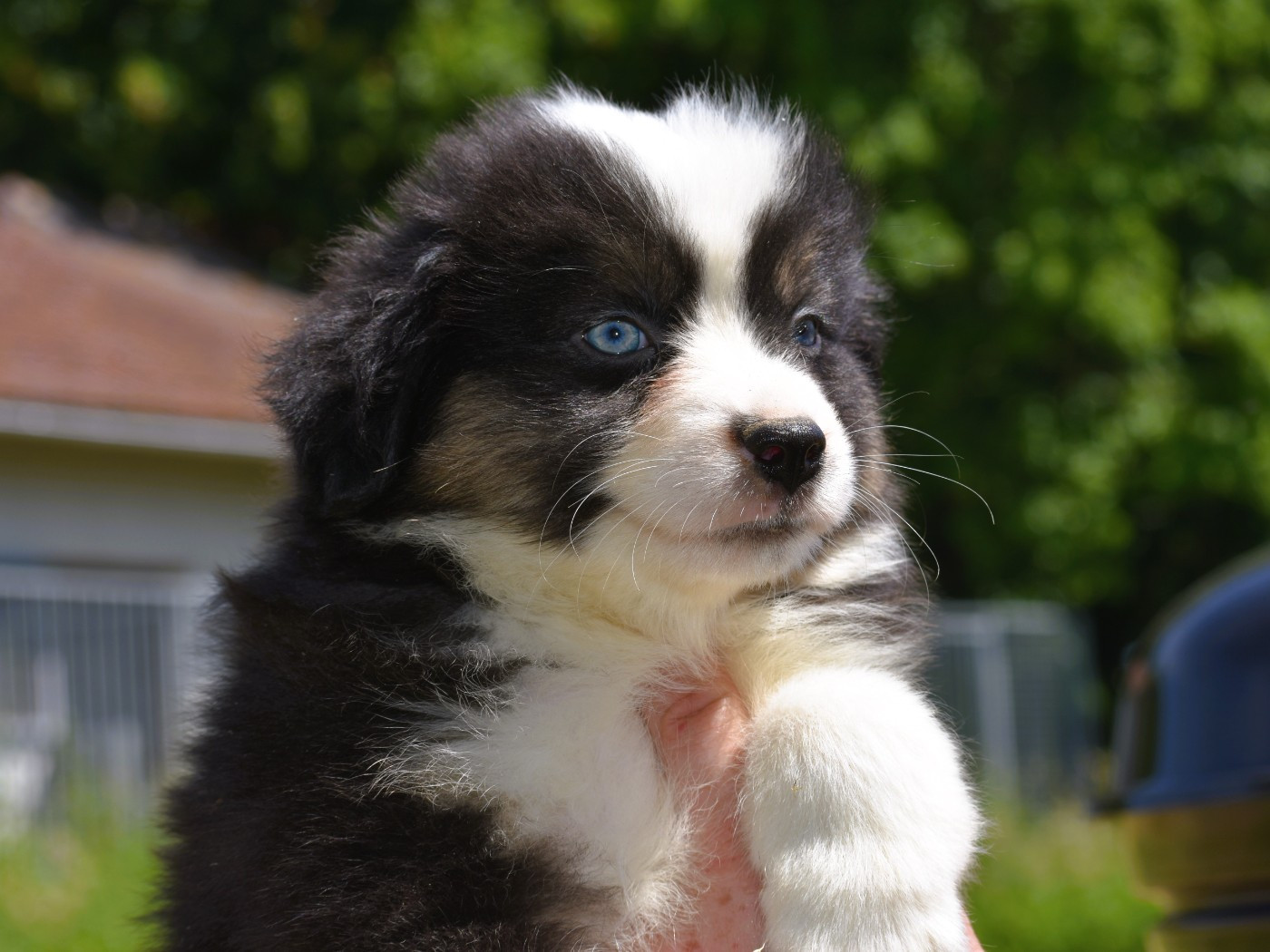 De La Folle Emprise - Chiots disponibles - Berger Américain Miniature 