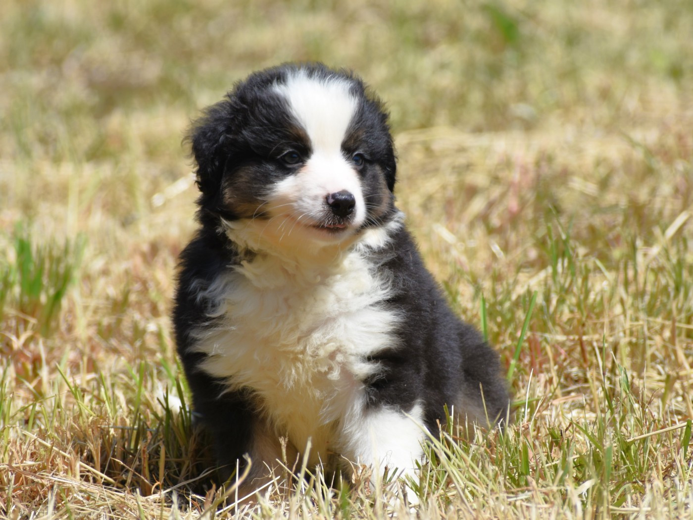 De La Folle Emprise - Chiots disponibles - Berger Américain Miniature 