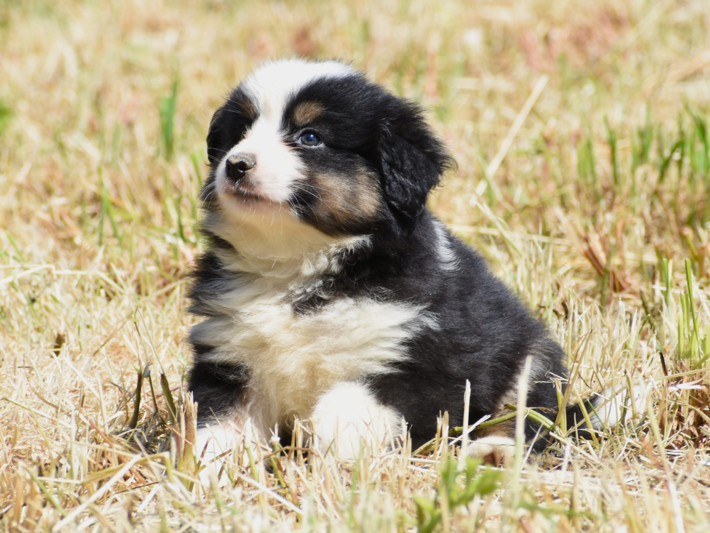 De La Folle Emprise - Chiots disponibles - Berger Américain Miniature 