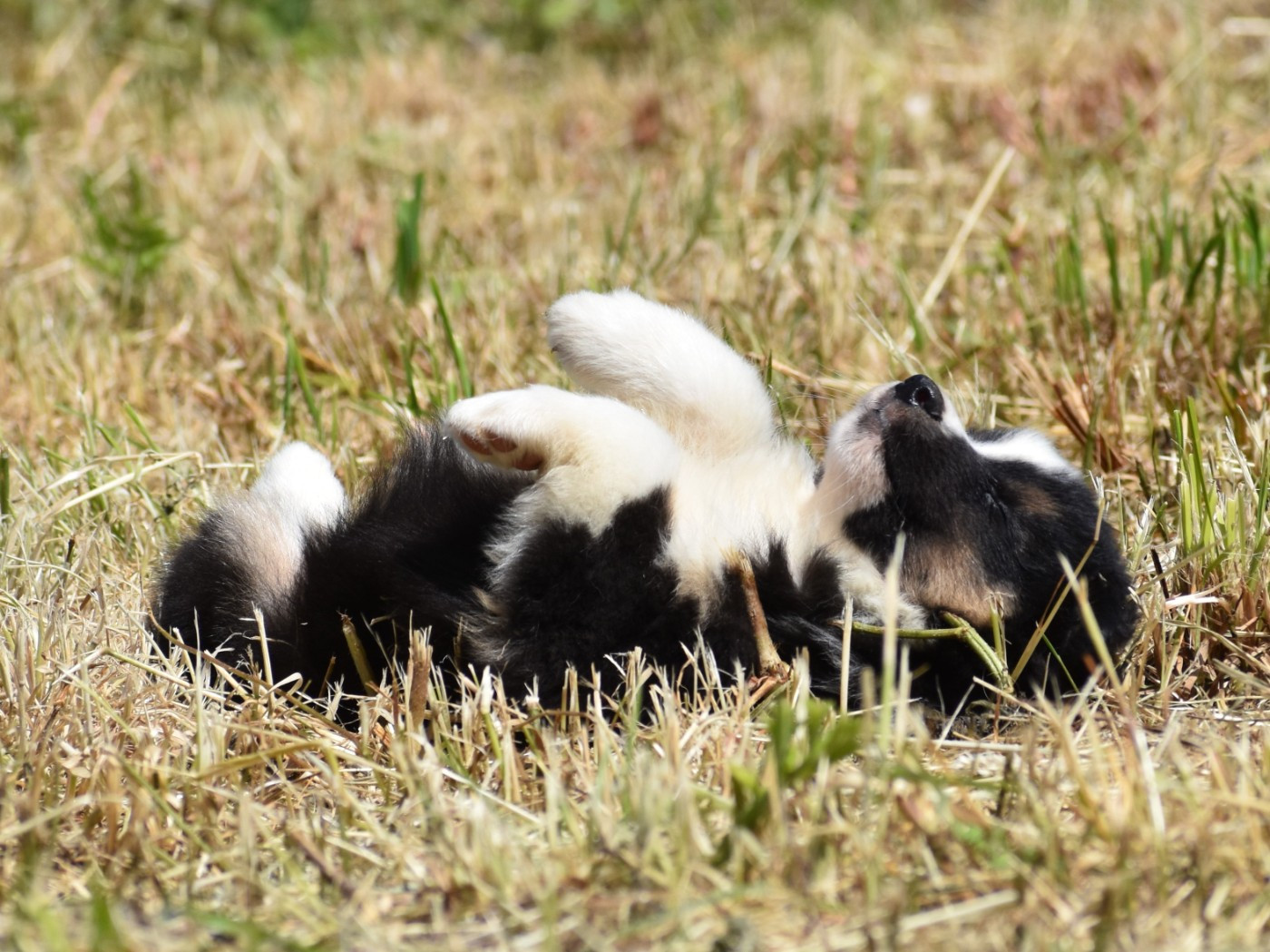 De La Folle Emprise - Chiots disponibles - Berger Américain Miniature 