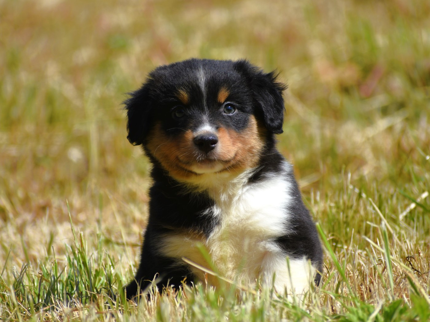 De La Folle Emprise - Chiots disponibles - Berger Américain Miniature 