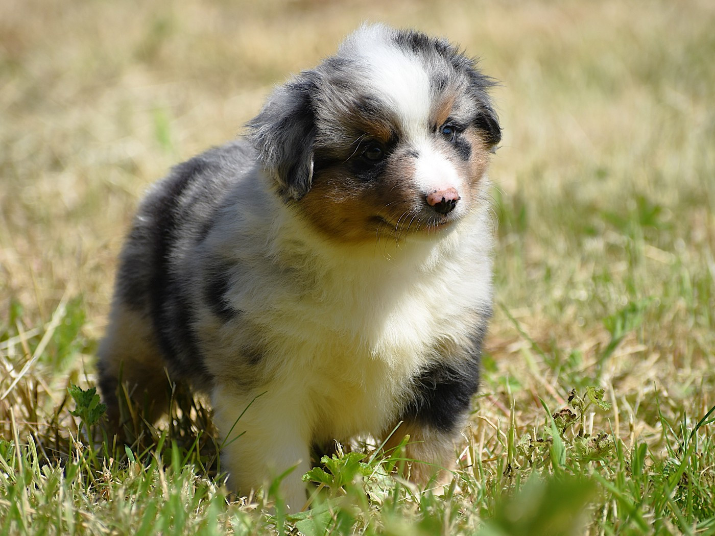 De La Folle Emprise - Chiots disponibles - Berger Américain Miniature 