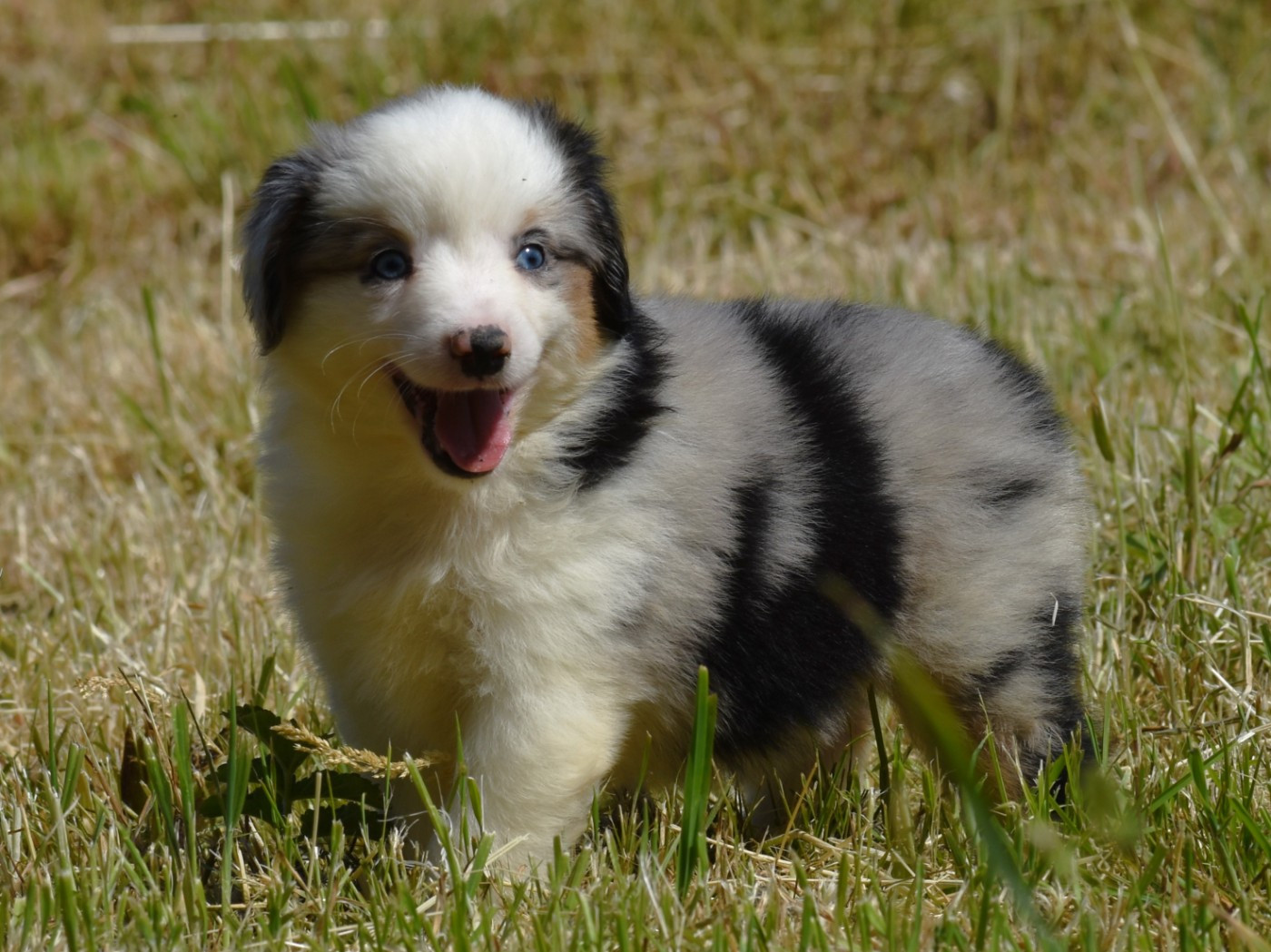 De La Folle Emprise - Chiots disponibles - Berger Américain Miniature 
