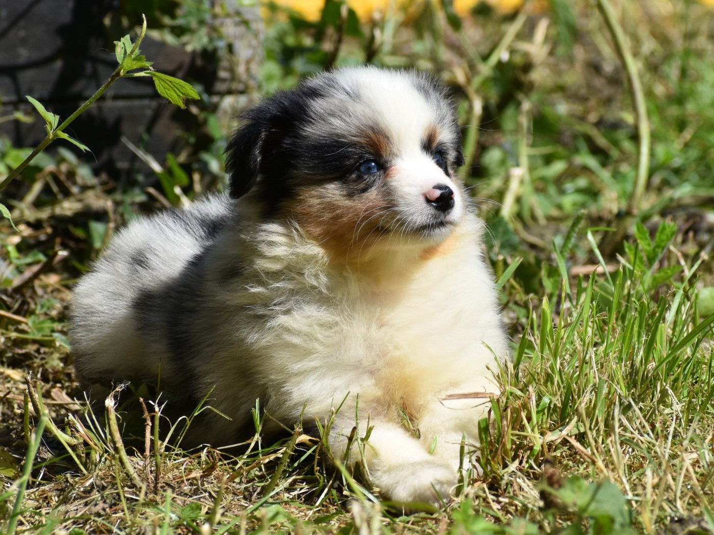 De La Folle Emprise - Chiots disponibles - Berger Américain Miniature 