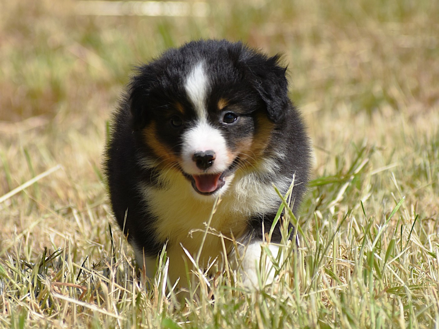 De La Folle Emprise - Chiots disponibles - Berger Américain Miniature 