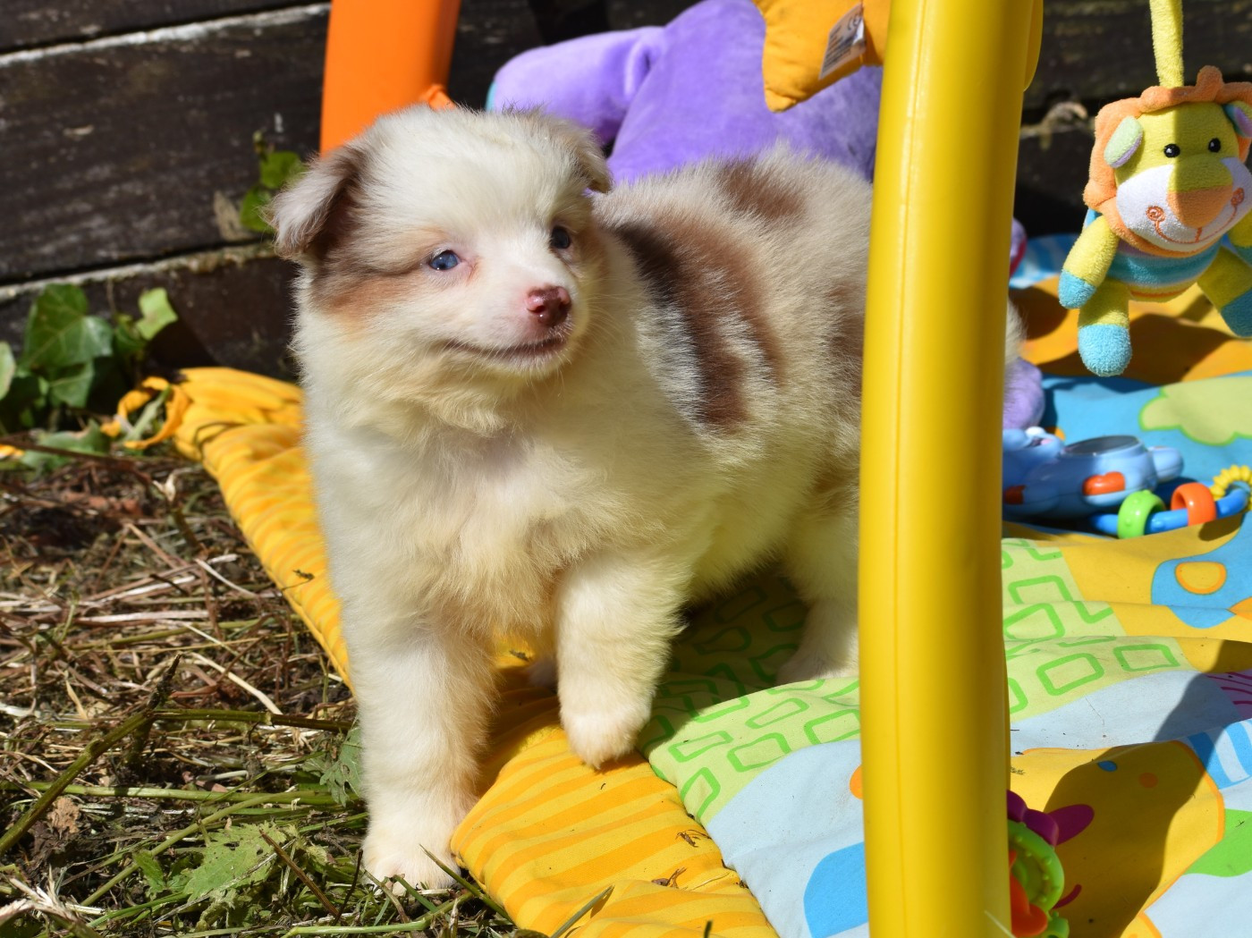 De La Folle Emprise - Chiots disponibles - Berger Américain Miniature 