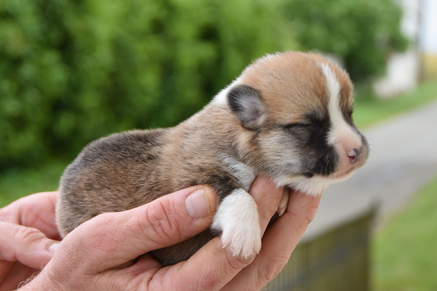 De La Folle Emprise - Chiots disponibles - Welsh Corgi Pembroke
