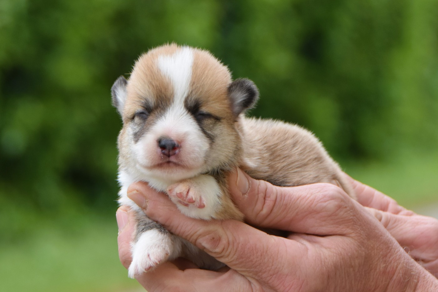 De La Folle Emprise - Chiots disponibles - Welsh Corgi Pembroke