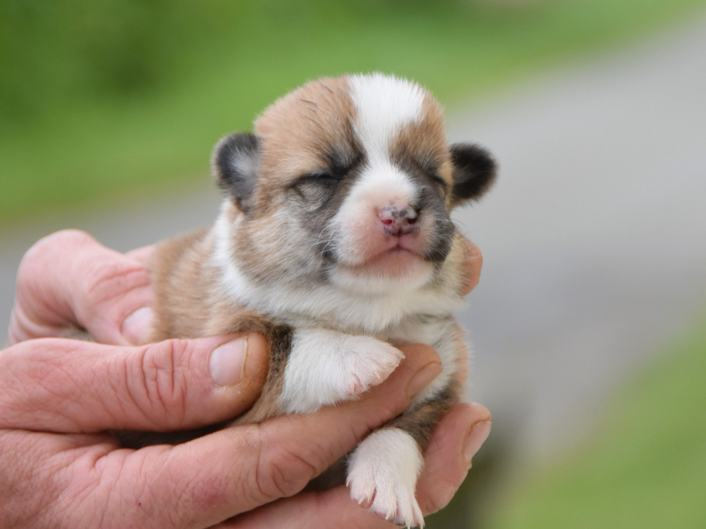 De La Folle Emprise - Chiots disponibles - Welsh Corgi Pembroke