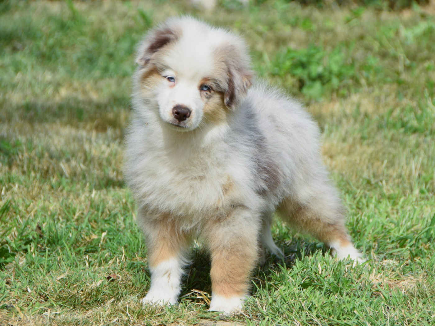 De La Folle Emprise - Chiots disponibles - Berger Américain Miniature 