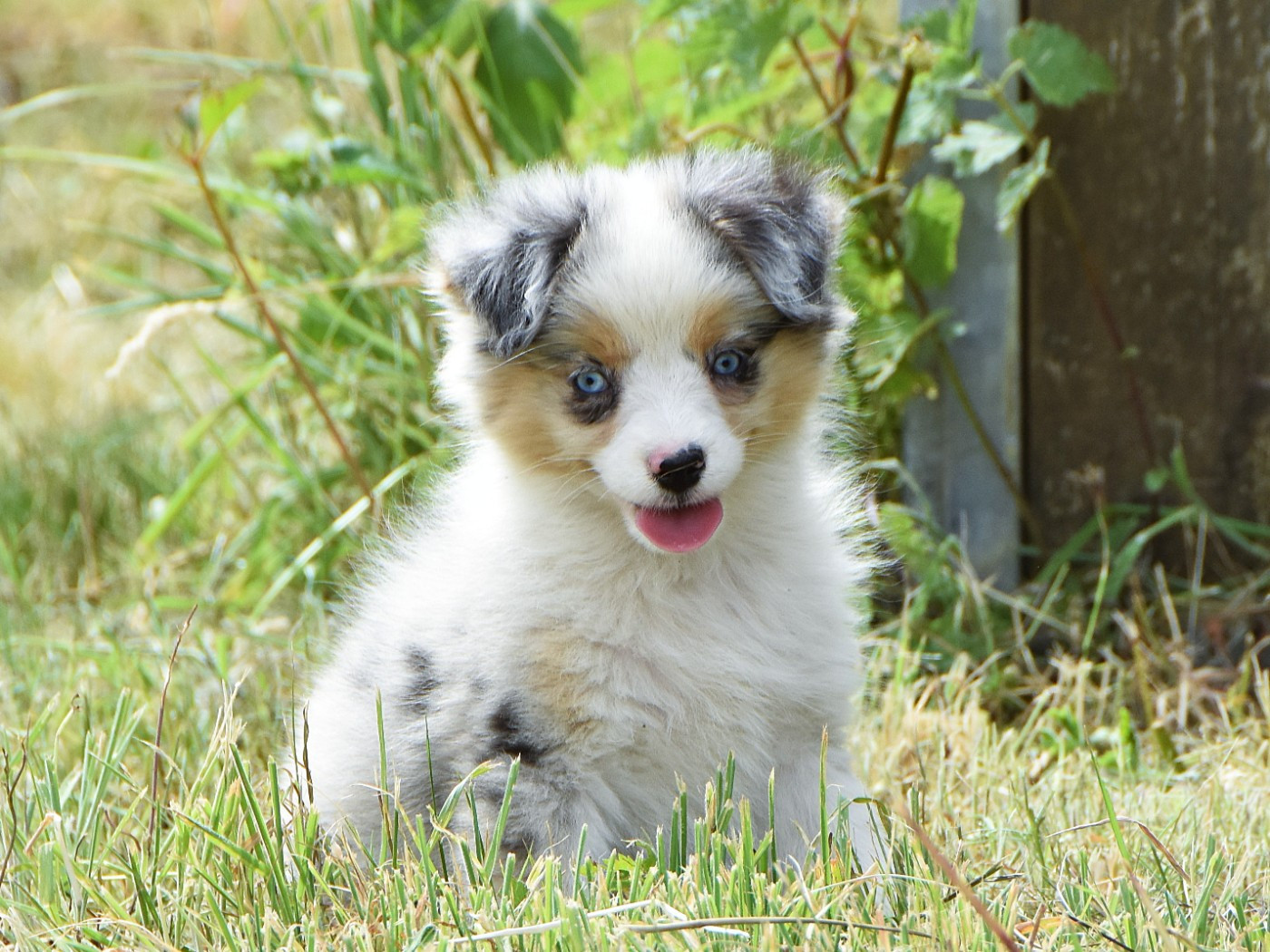 De La Folle Emprise - Chiots disponibles - Berger Américain Miniature 