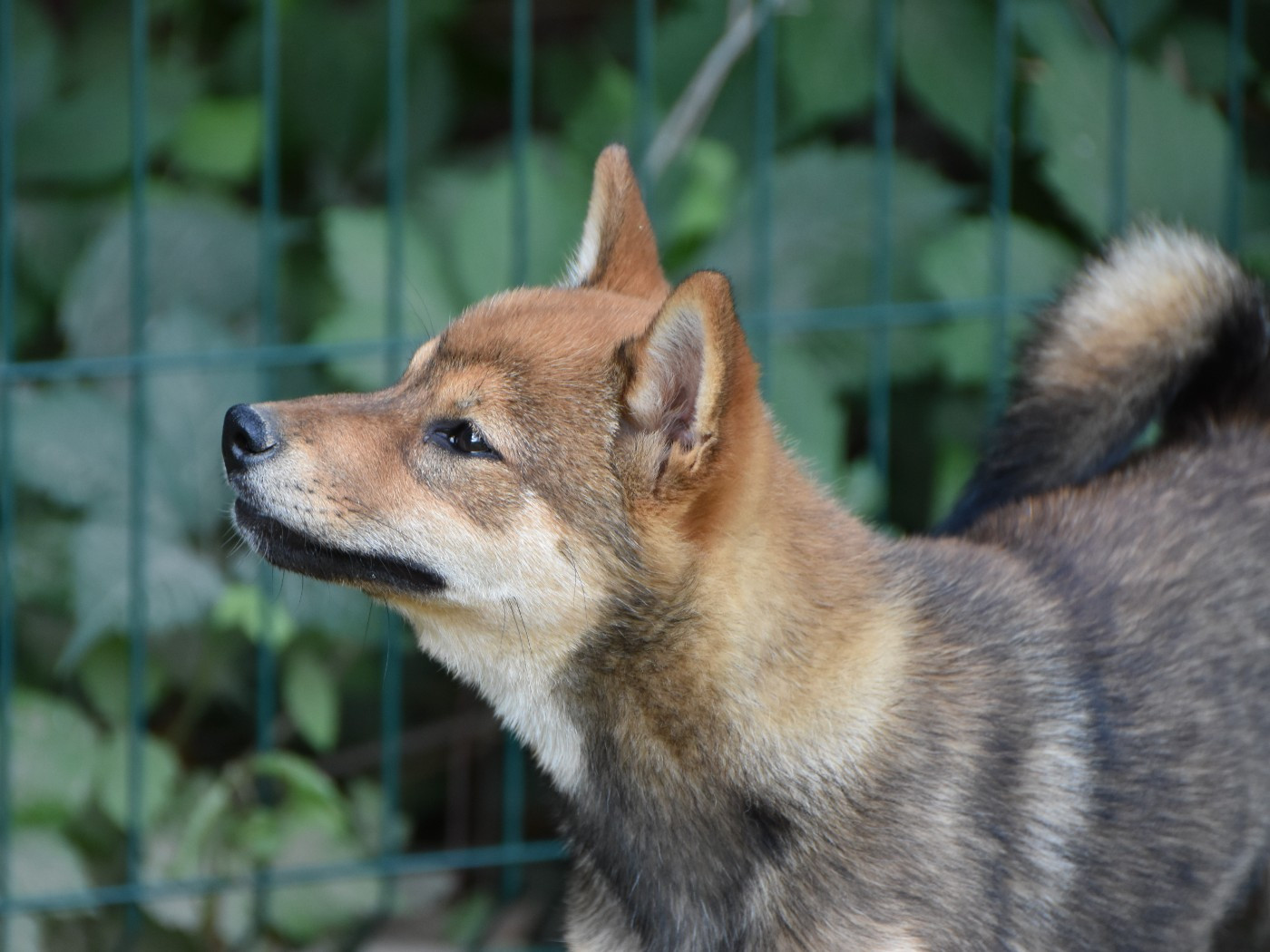 De La Folle Emprise - Chiots disponibles - Shiba