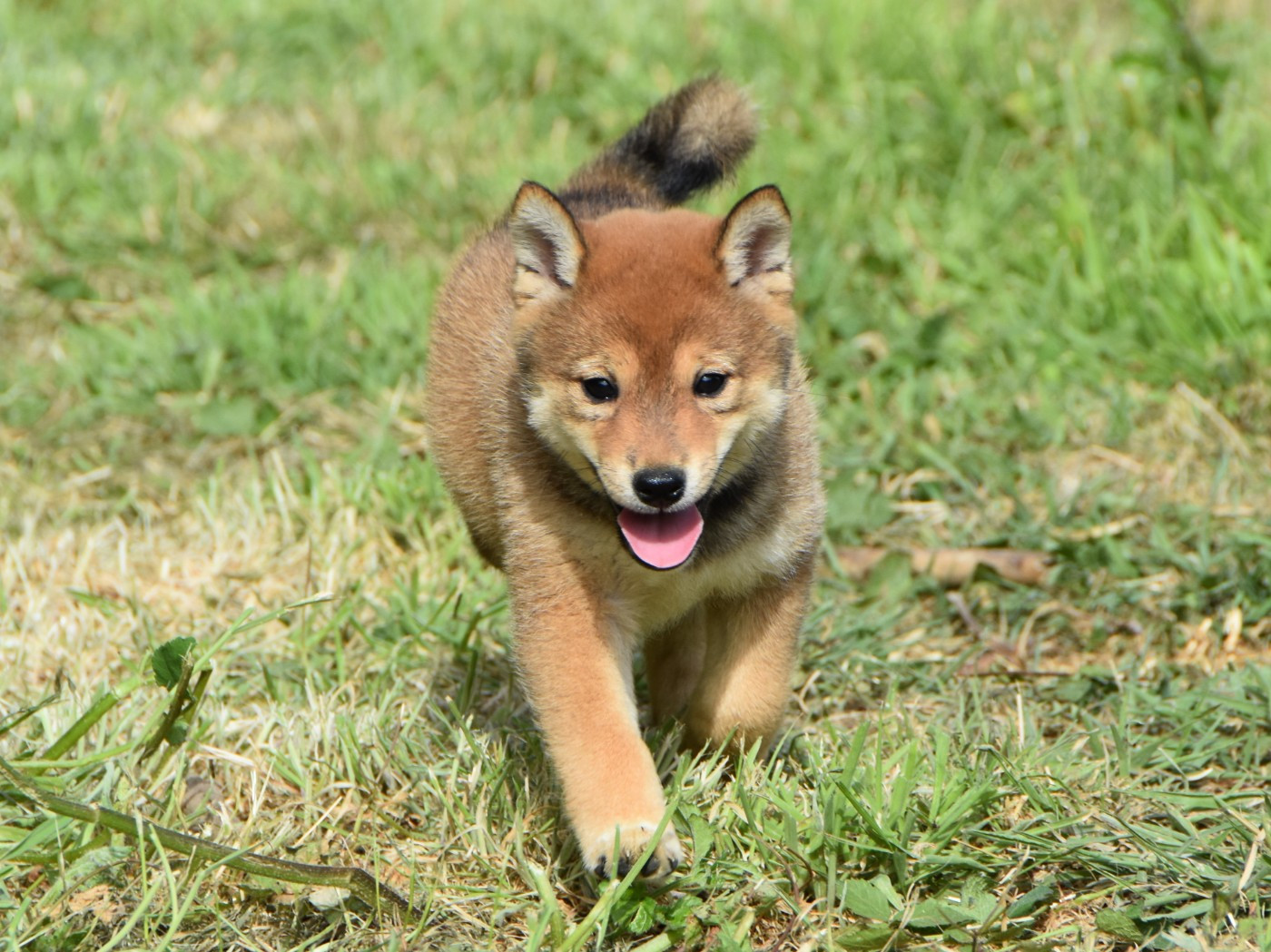 De La Folle Emprise - Chiots disponibles - Shiba