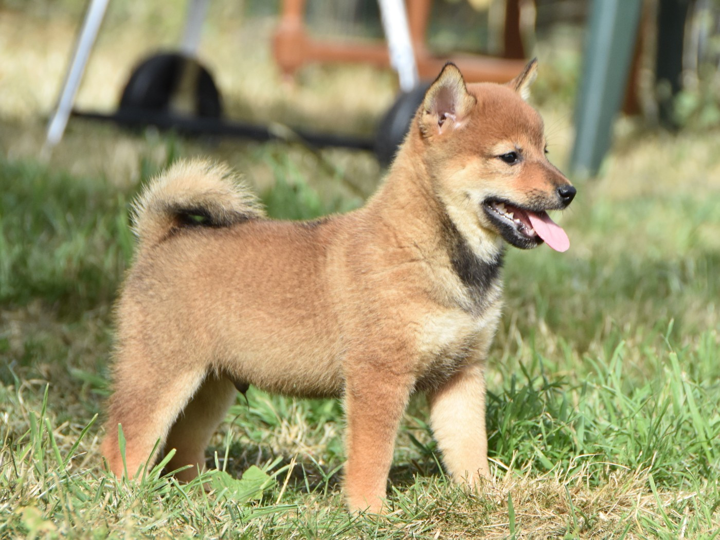De La Folle Emprise - Chiots disponibles - Shiba