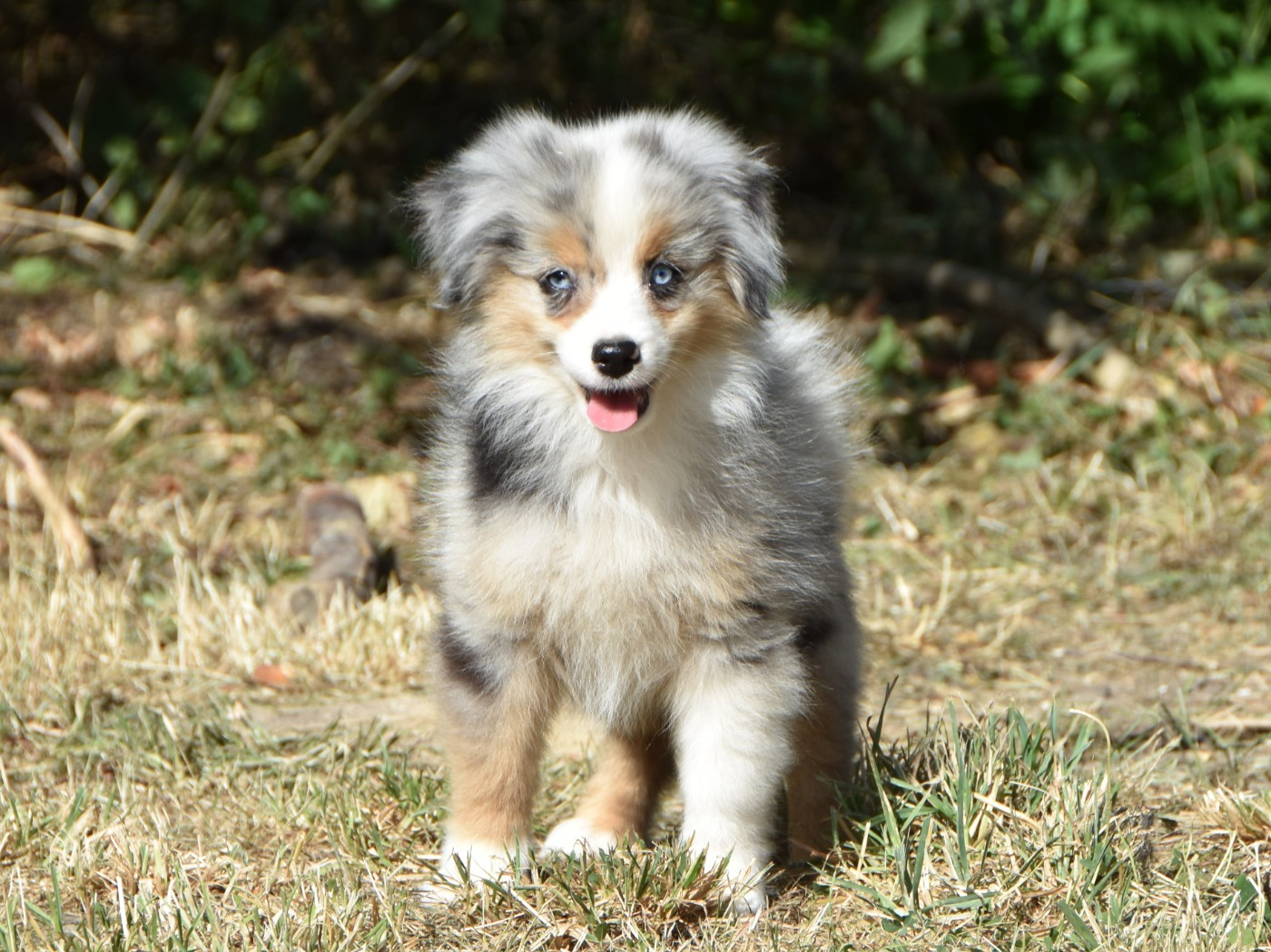 De La Folle Emprise - Chiots disponibles - Berger Américain Miniature 