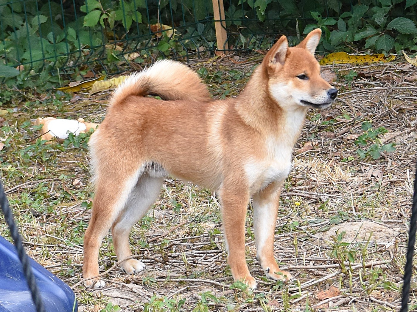 De La Folle Emprise - Chiots disponibles - Shiba