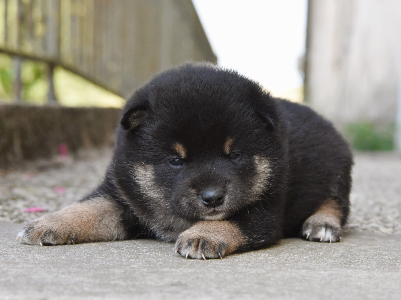 De La Folle Emprise - Chiots disponibles - Shiba