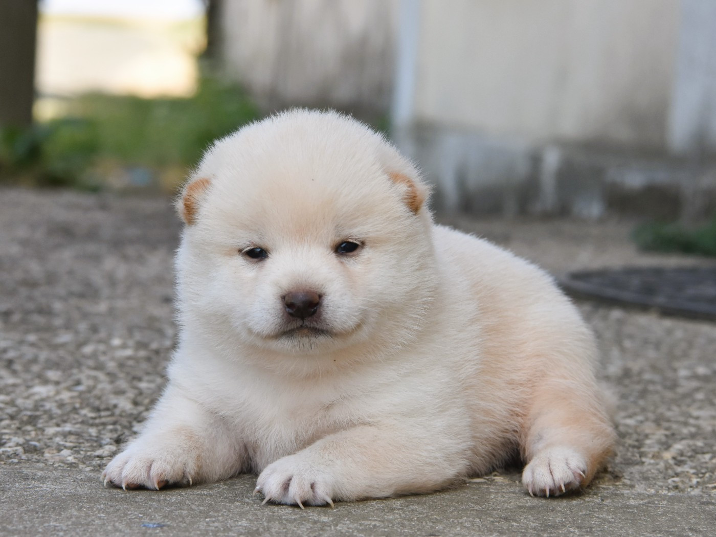 De La Folle Emprise - Chiots disponibles - Shiba