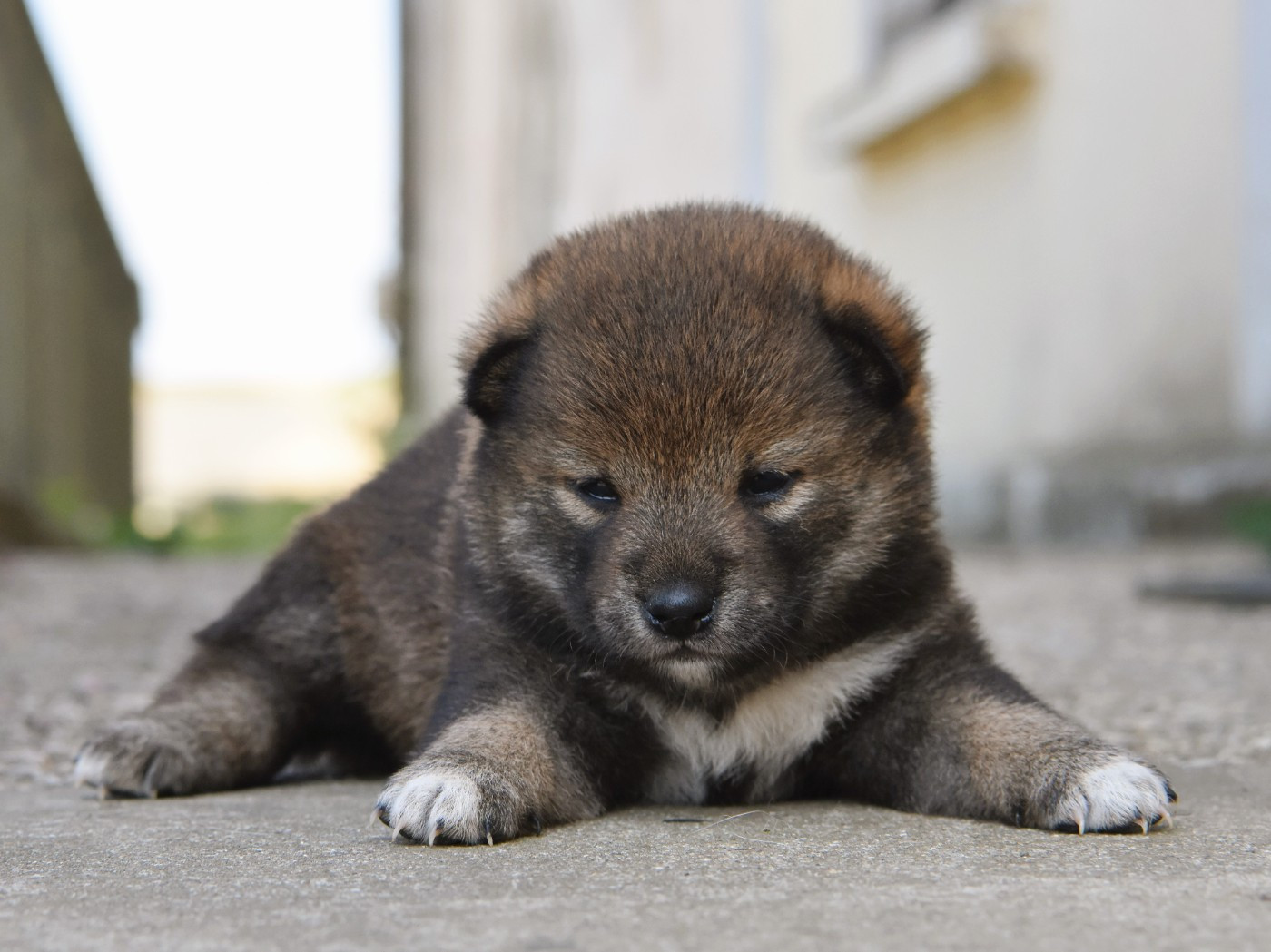 De La Folle Emprise - Chiots disponibles - Shiba