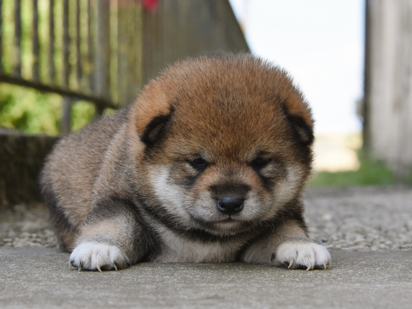 De La Folle Emprise - Chiots disponibles - Shiba