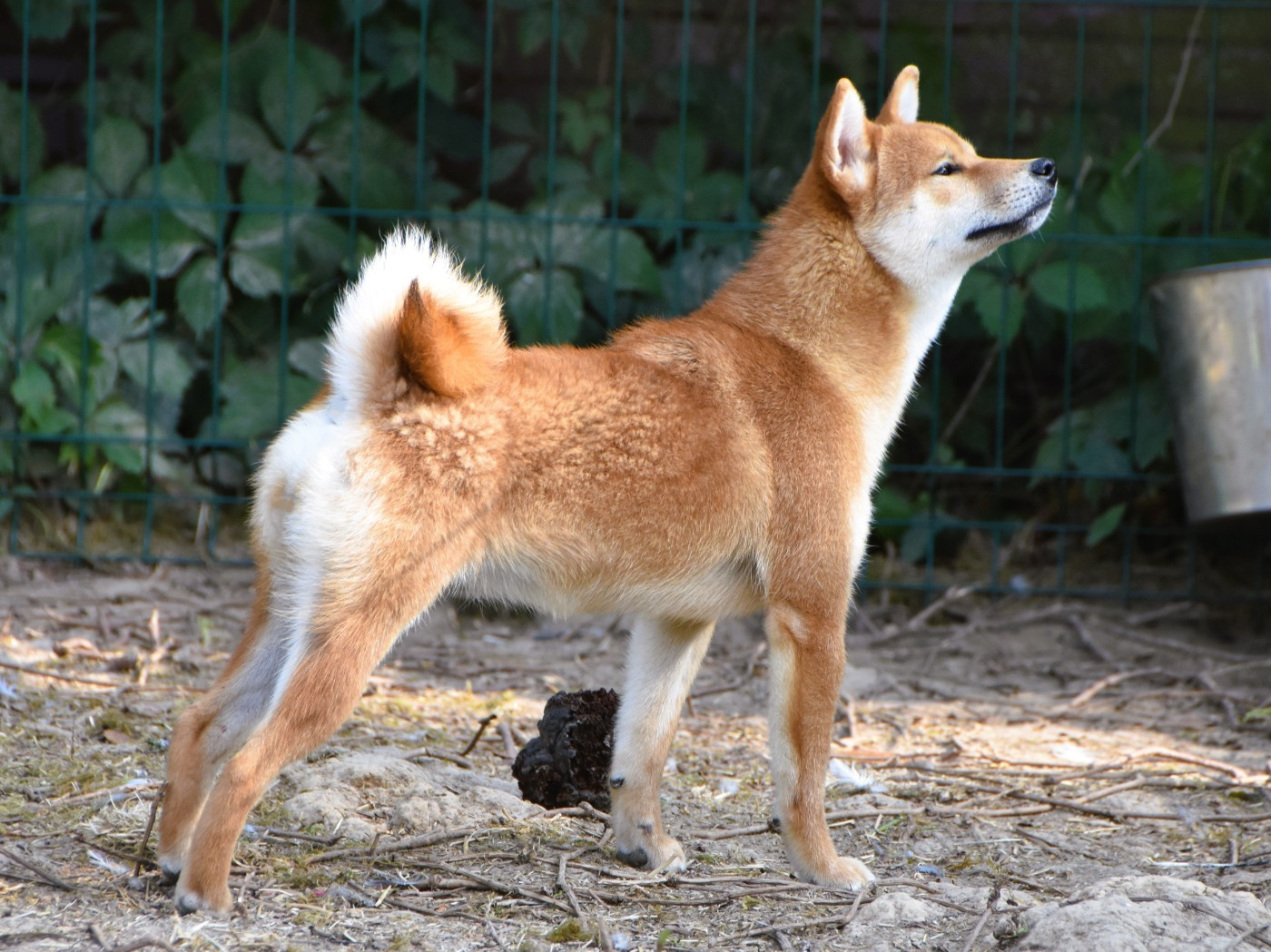De La Folle Emprise - Chiots disponibles - Shiba