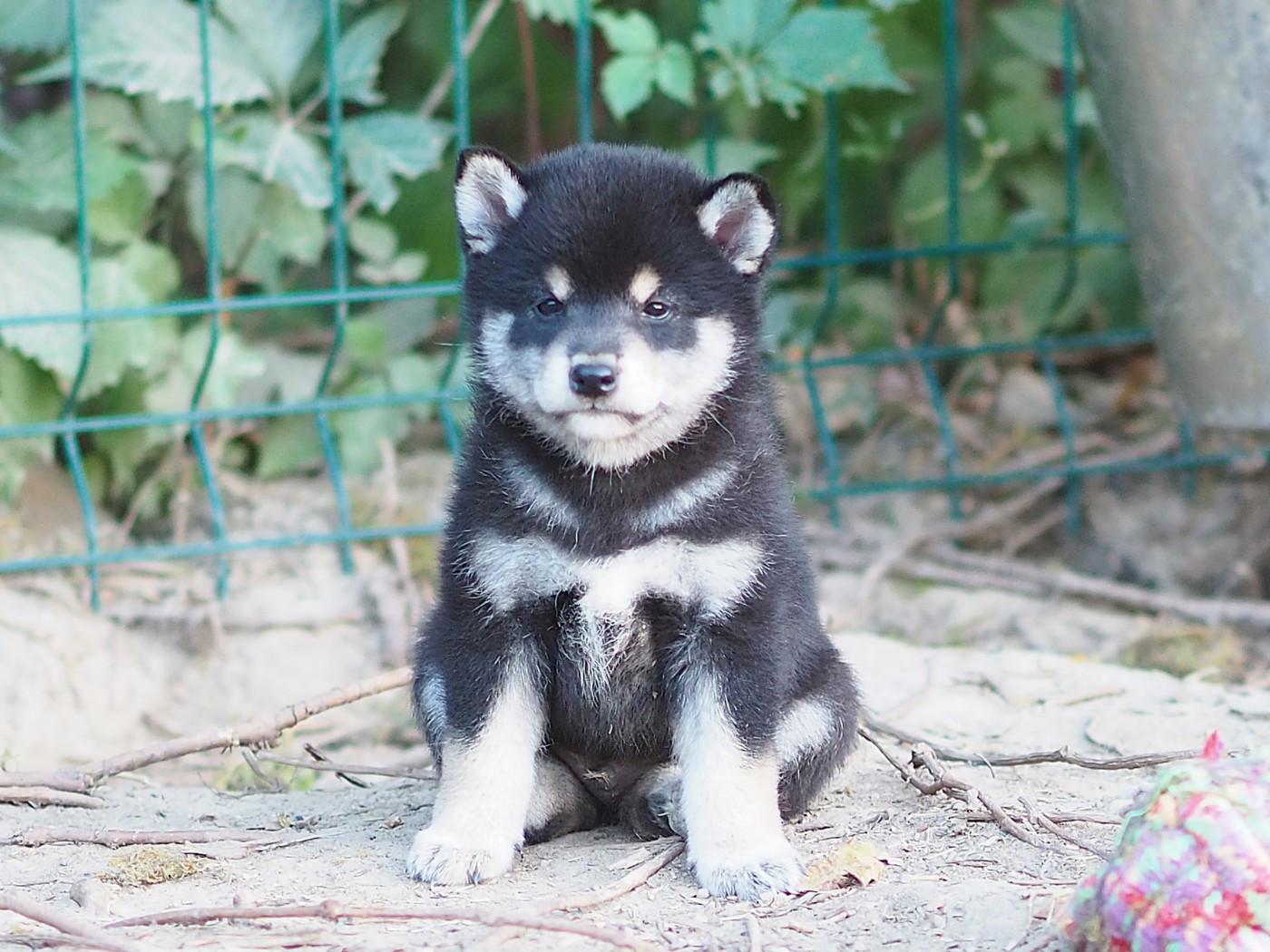 De La Folle Emprise - Chiots disponibles - Shiba