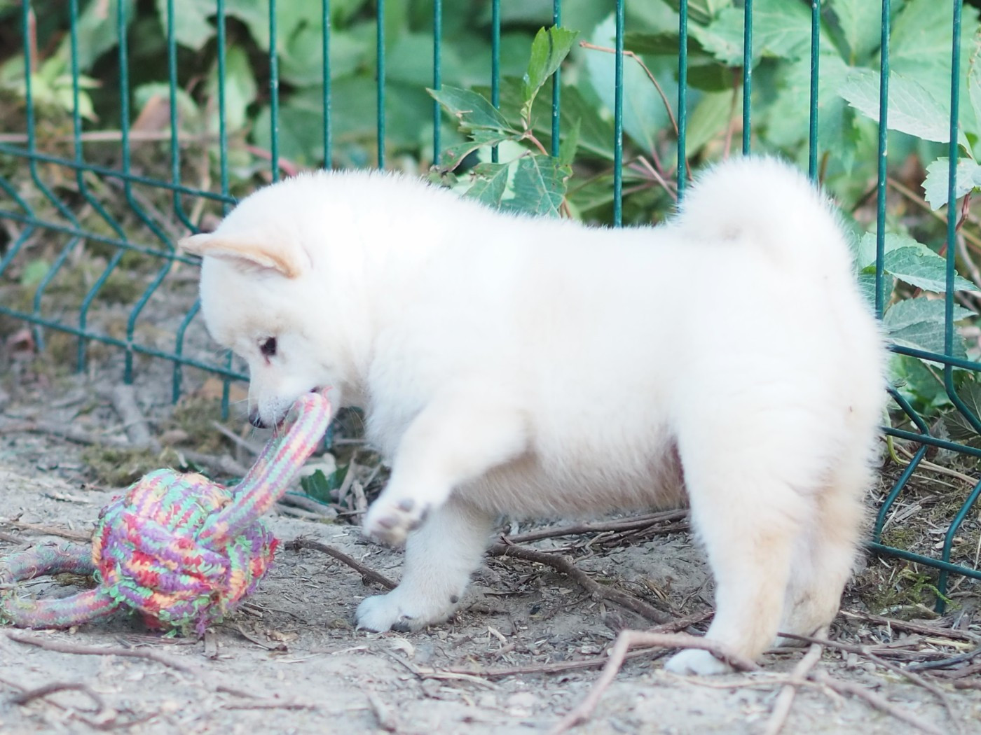 De La Folle Emprise - Chiots disponibles - Shiba