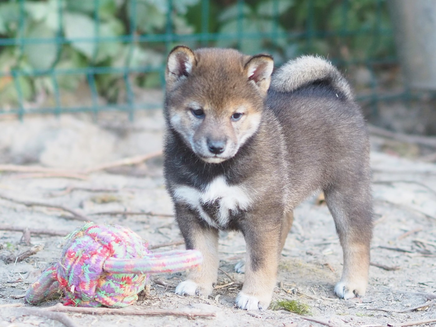 De La Folle Emprise - Chiots disponibles - Shiba