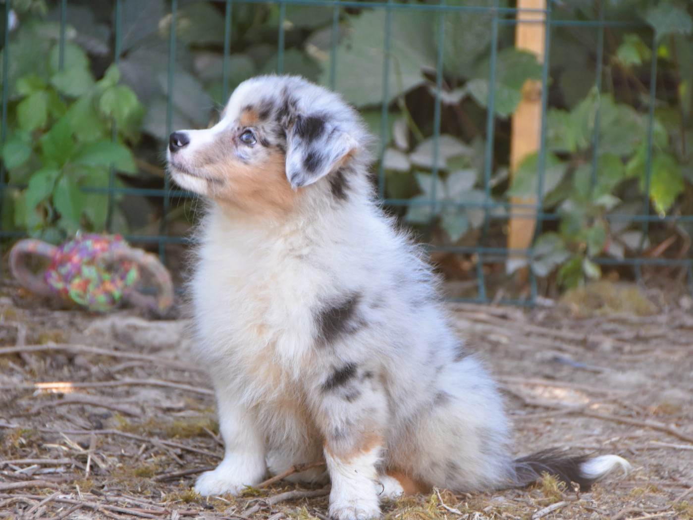 De La Folle Emprise - Chiots disponibles - Berger Américain Miniature 