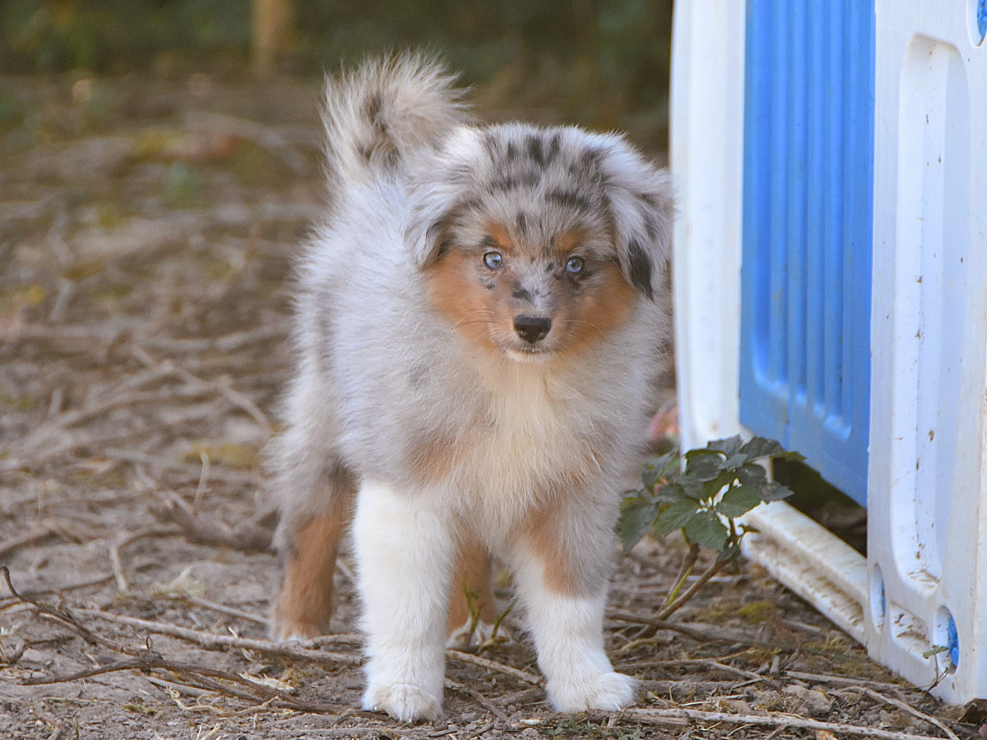 De La Folle Emprise - Chiots disponibles - Berger Américain Miniature 