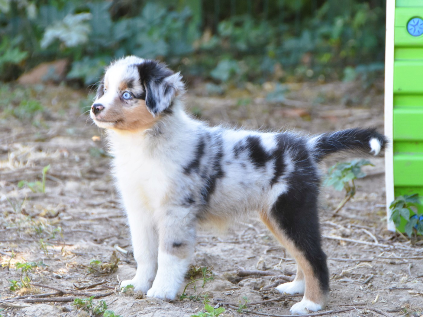 De La Folle Emprise - Chiots disponibles - Berger Américain Miniature 