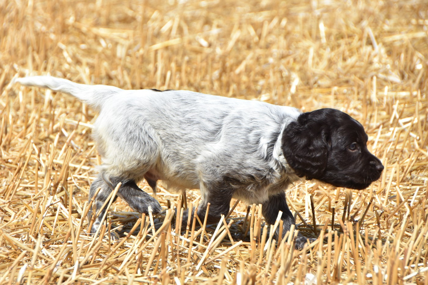 De La Folle Emprise - Chiots disponibles - Petit Epagneul de Münster