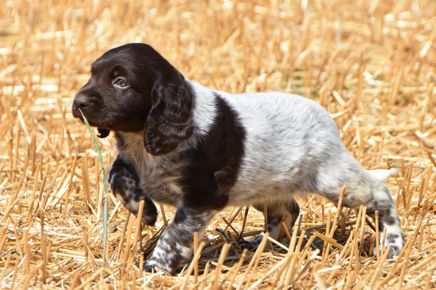 De La Folle Emprise - Chiots disponibles - Petit Epagneul de Münster