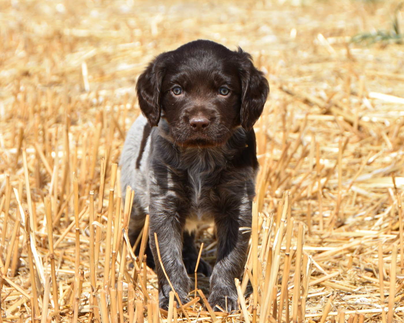 De La Folle Emprise - Chiots disponibles - Petit Epagneul de Münster