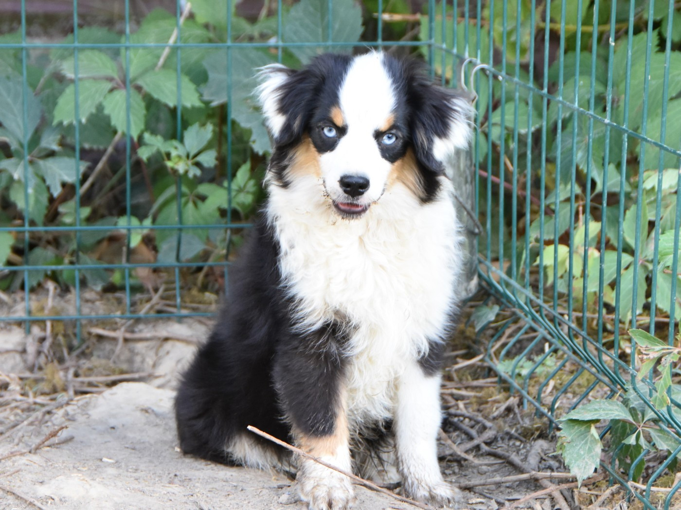 De La Folle Emprise - Chiots disponibles - Berger Américain Miniature 