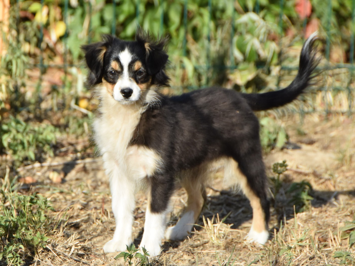 De La Folle Emprise - Chiots disponibles - Berger Américain Miniature 