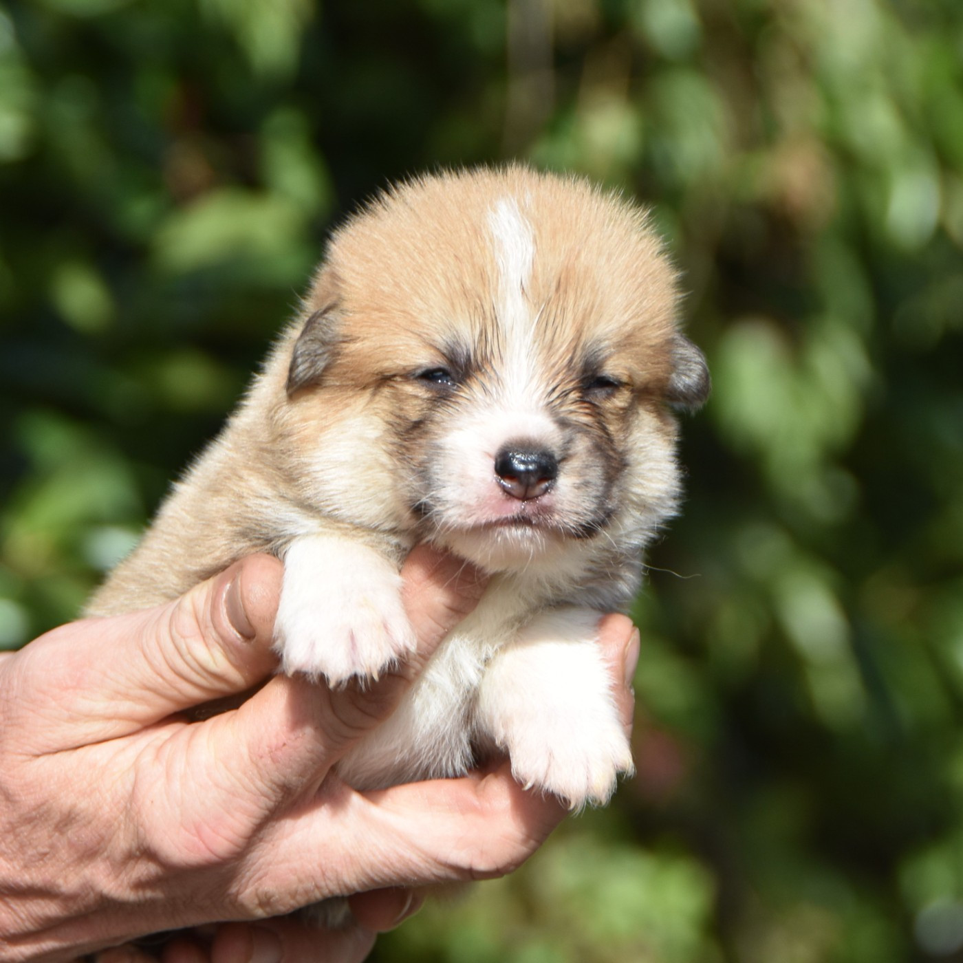 De La Folle Emprise - Welsh Corgi Pembroke - Portée née le 14/08/2026