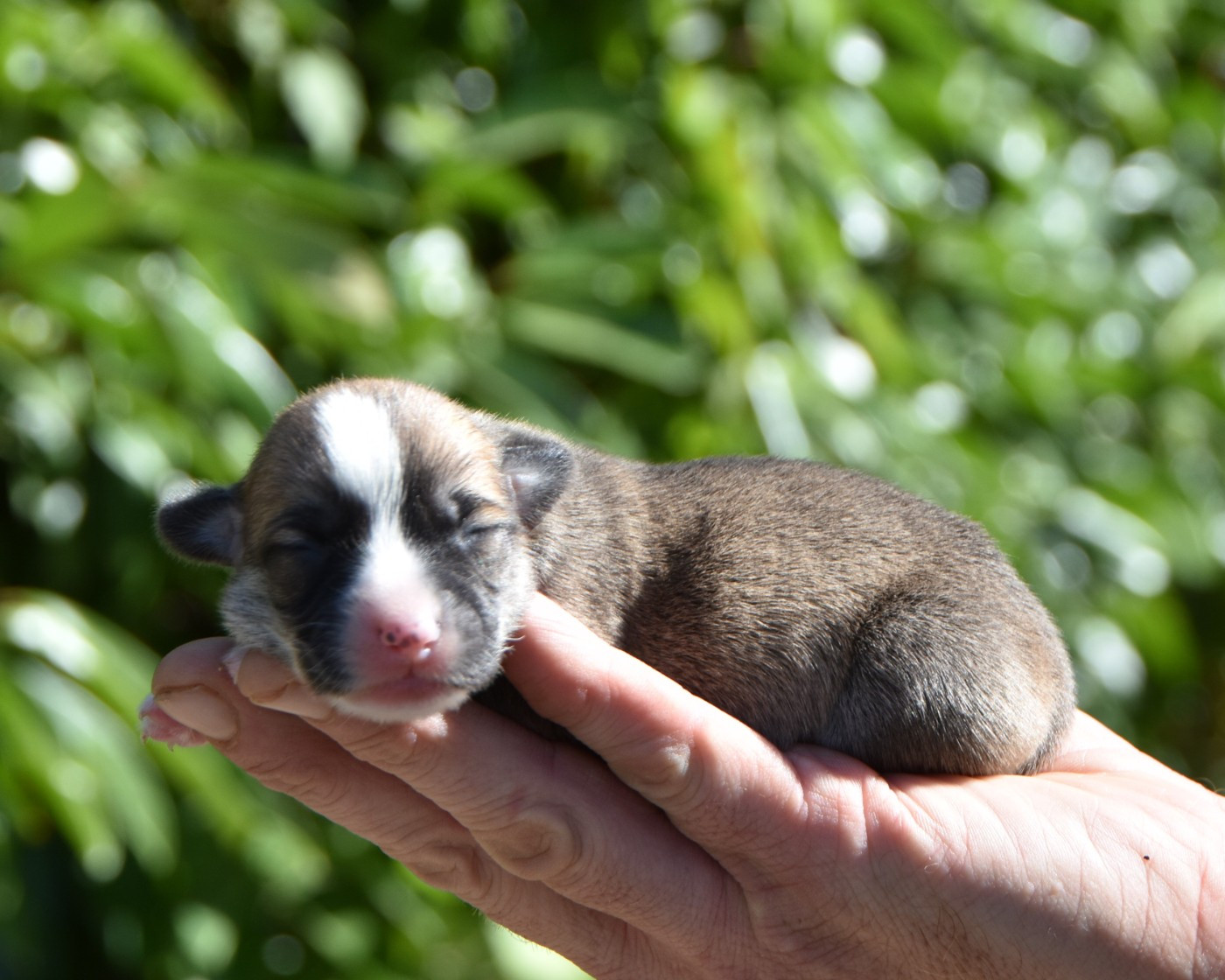De La Folle Emprise - Chiots disponibles - Welsh Corgi Pembroke