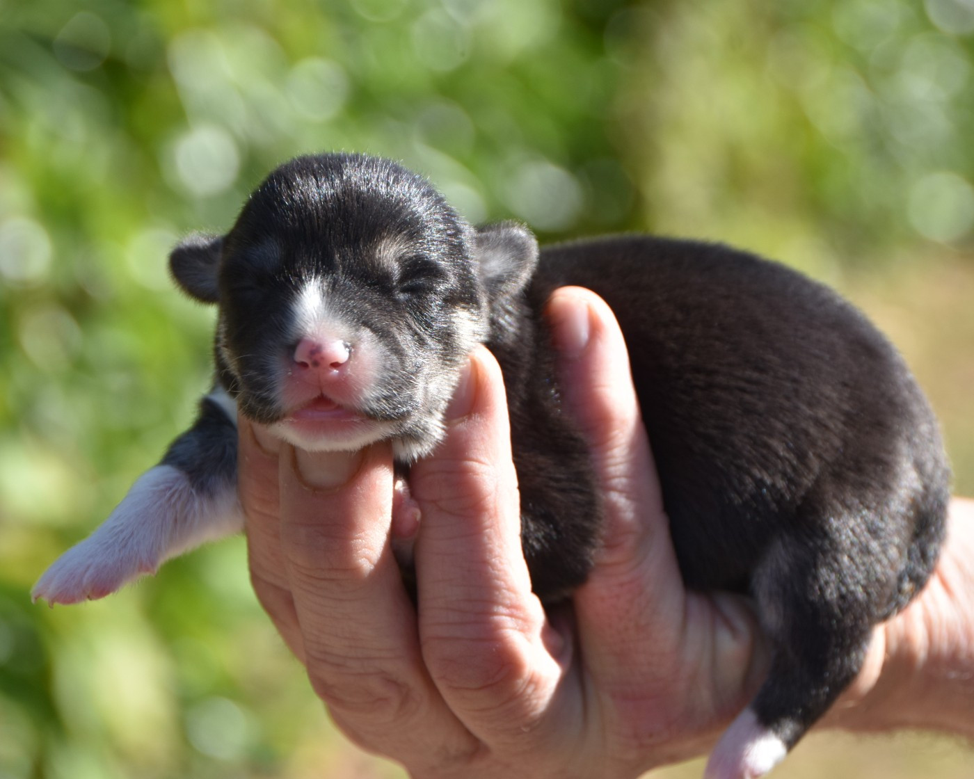 De La Folle Emprise - Chiots disponibles - Welsh Corgi Pembroke