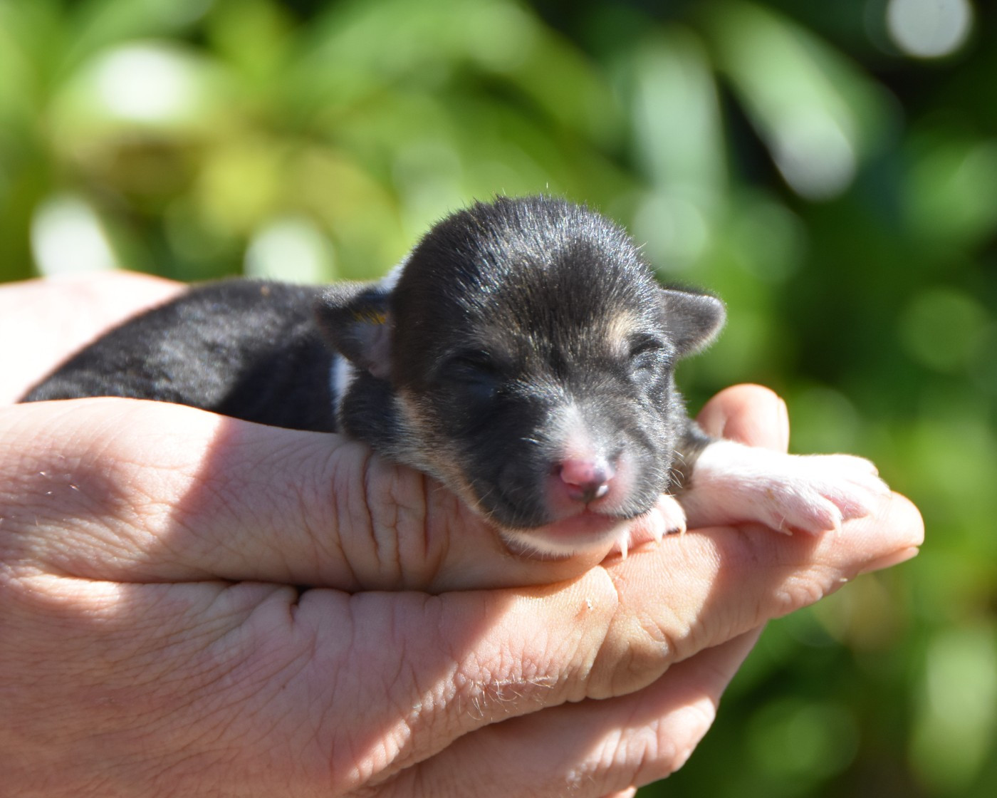 De La Folle Emprise - Chiots disponibles - Welsh Corgi Pembroke