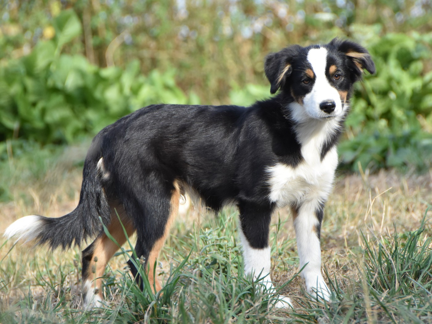 De La Folle Emprise - Chiots disponibles - Berger Américain Miniature 