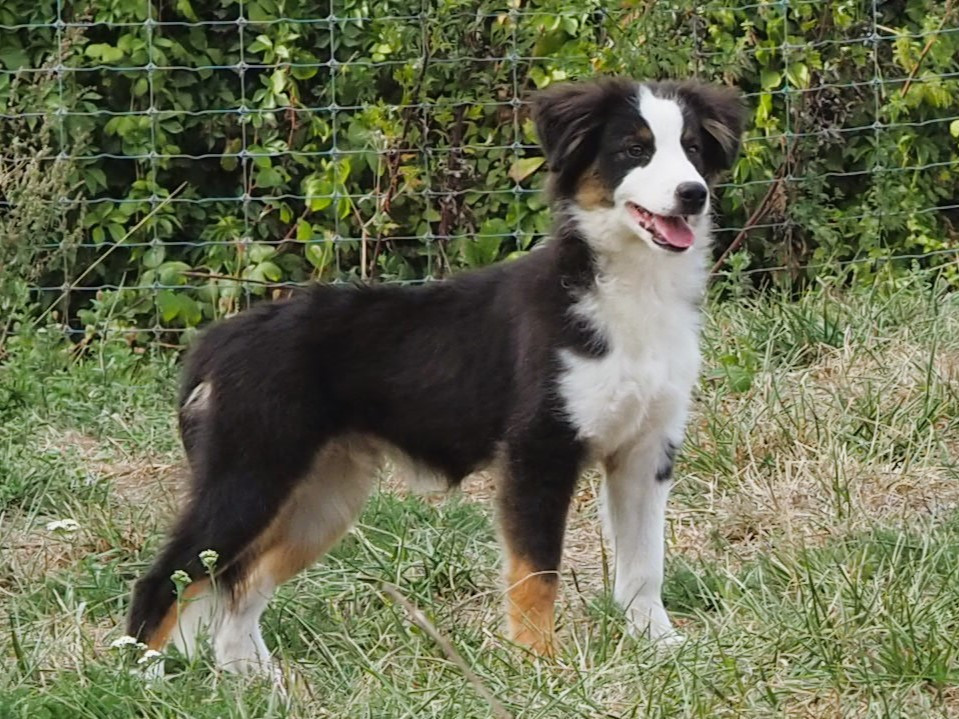 De La Folle Emprise - Chiots disponibles - Berger Américain Miniature 