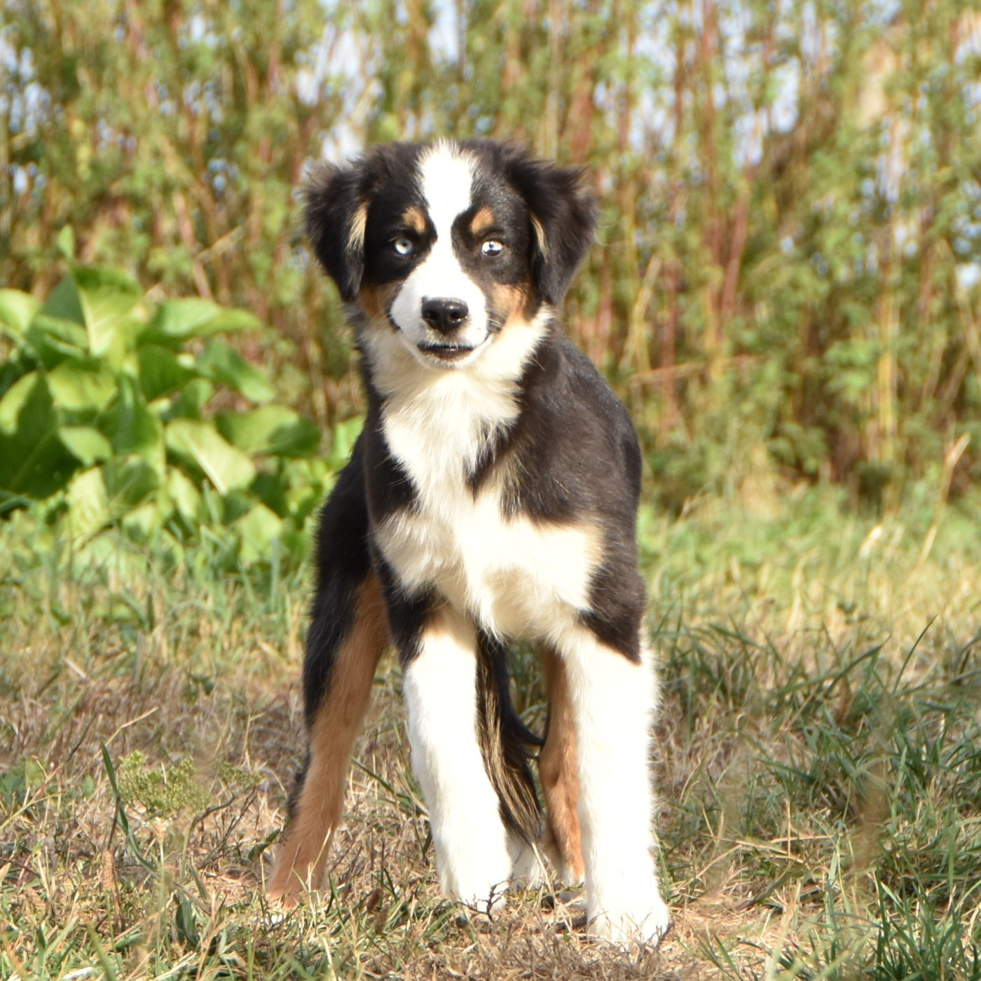 De La Folle Emprise - Chiots disponibles - Berger Américain Miniature 