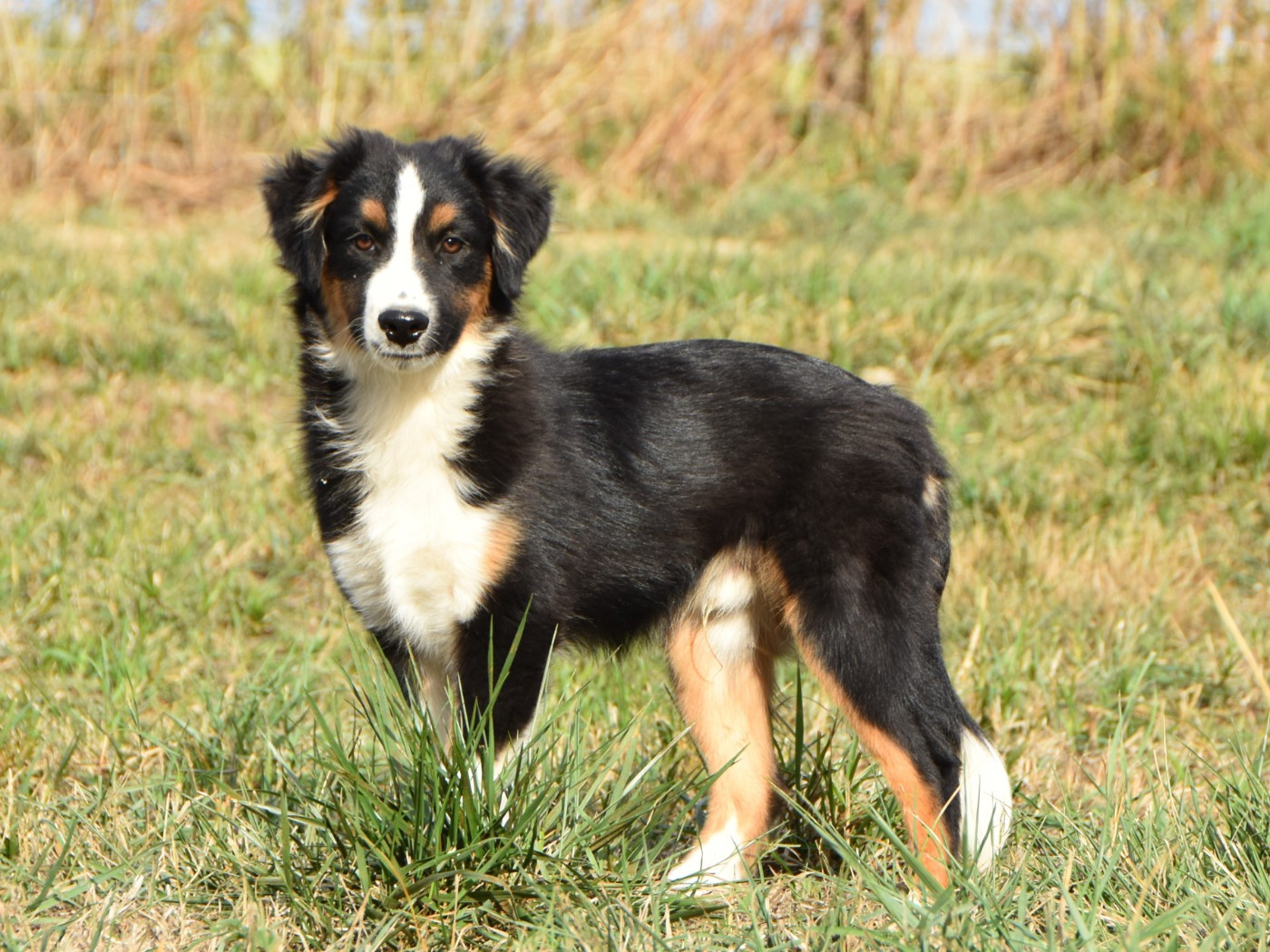 De La Folle Emprise - Chiots disponibles - Berger Américain Miniature 