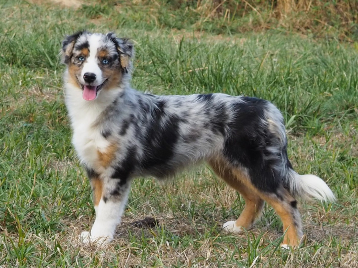 De La Folle Emprise - Chiots disponibles - Berger Américain Miniature 